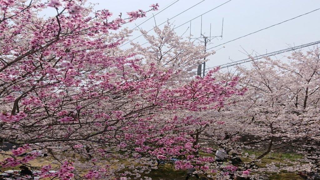 岡山市カバヤ工場さくらまつり
