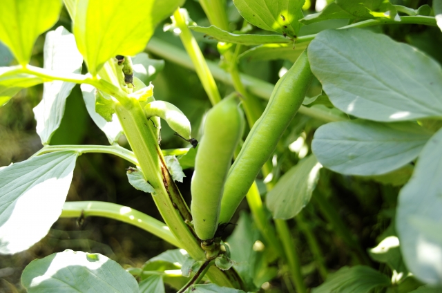 そら豆を上手く栽培するコツは 簡単なアブラムシ対策や摘心 Happy Life Blog